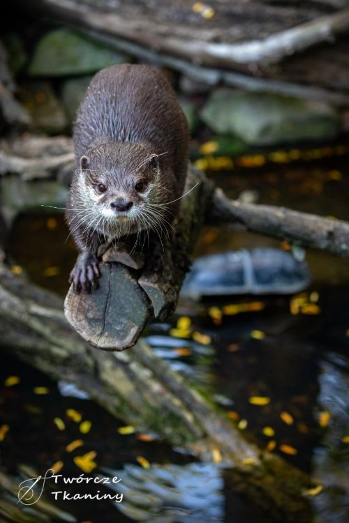 0823 asian-smallclawed-otter-nature-habitat-otter-zoo-during-lunch-time-wild-scene-with-captive-animal-amazing-playful-animals-aonyx-cinereus.jpg