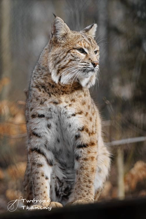0823 bobcat.jpg