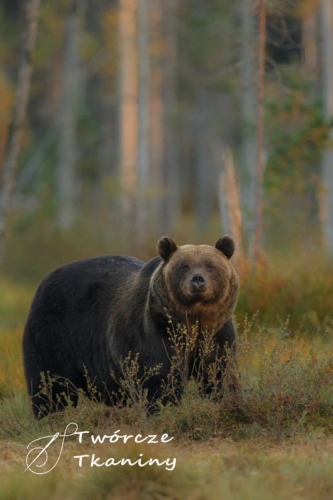 0823 brown-bear-nature-habitat-finland.jpg
