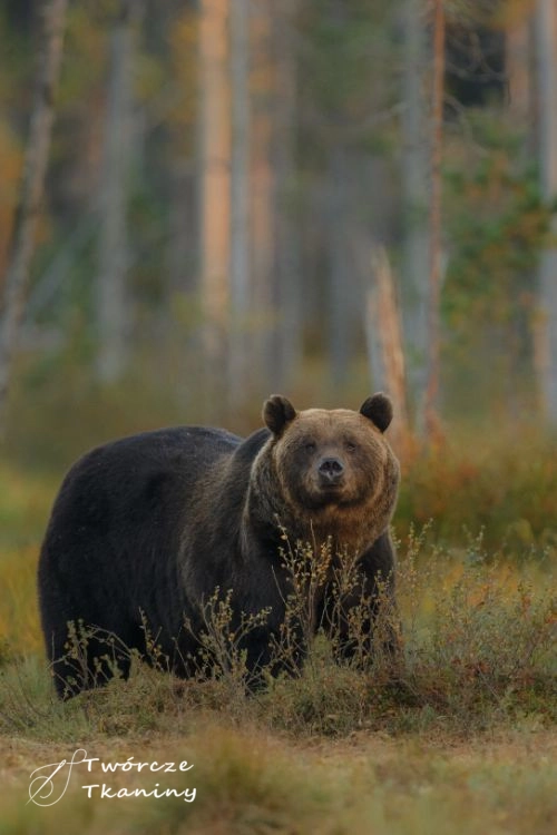 0823 brown-bear-nature-habitat-finland.jpg
