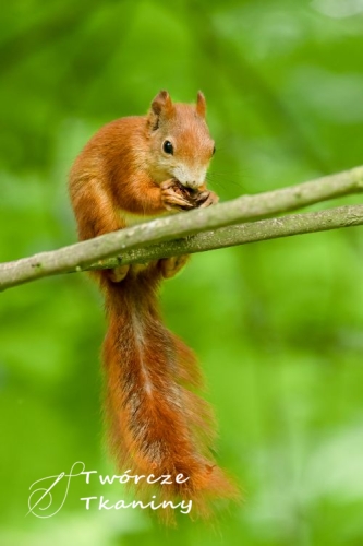 0823 portrait-red-squirrel-forest.jpg