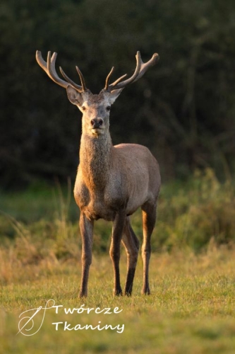 0823 red-deer-nature-habitat-during-deer-rut-european-wildlife.jpg