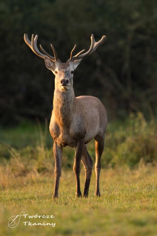 0823 red-deer-nature-habitat-during-deer-rut-european-wildlife.jpg